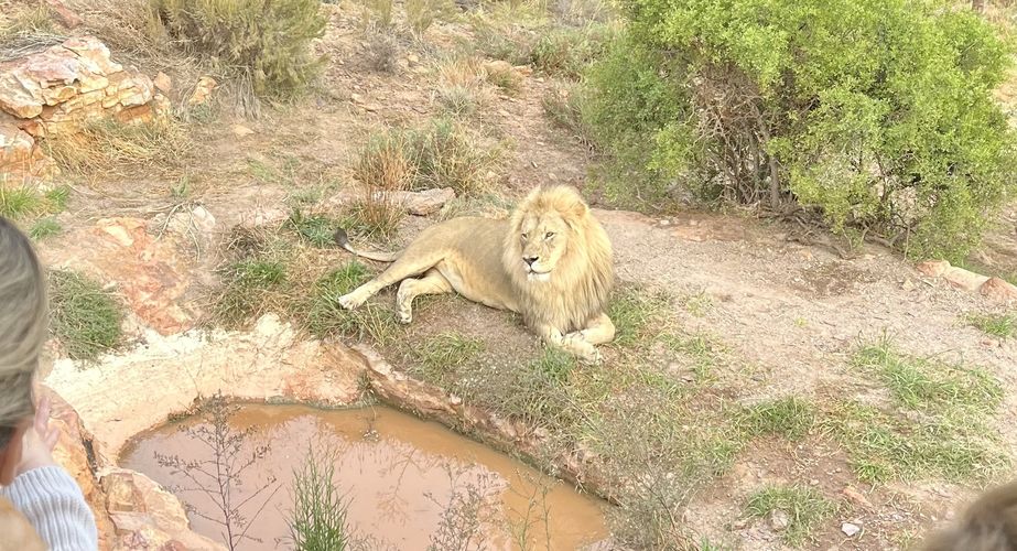 Kruger NP leeuw Zuid Afrika groepsrondreis 2